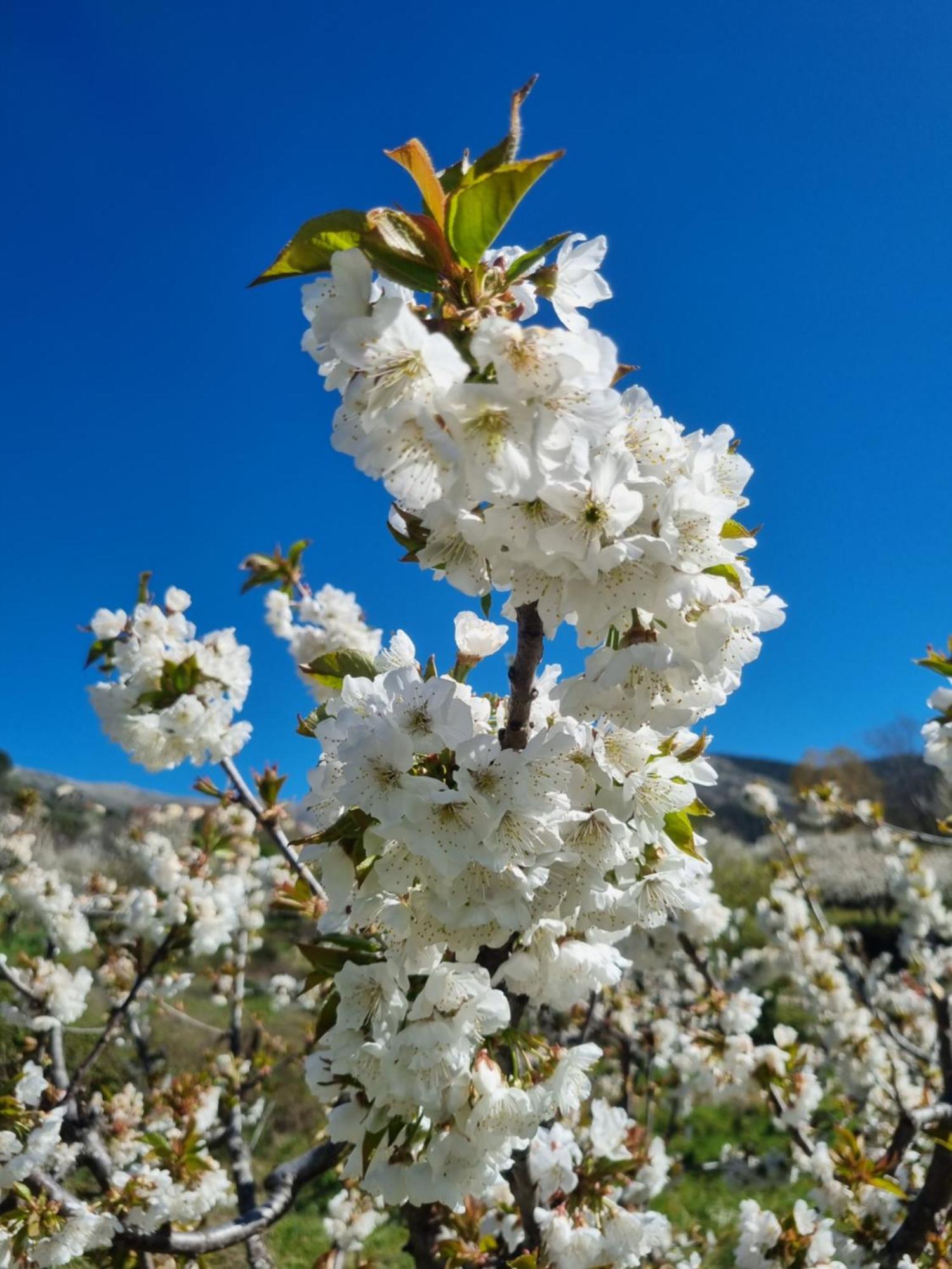 La Albarea By #Cherrygredos El Arenal  Exterior foto